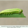 hyponephele lycaon ossetia larva l4 5